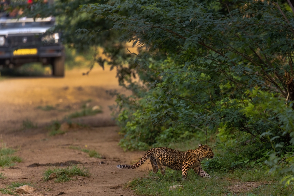 discover the wild magic jawai jungle safari