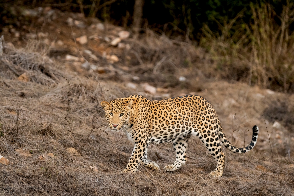 jawai national park