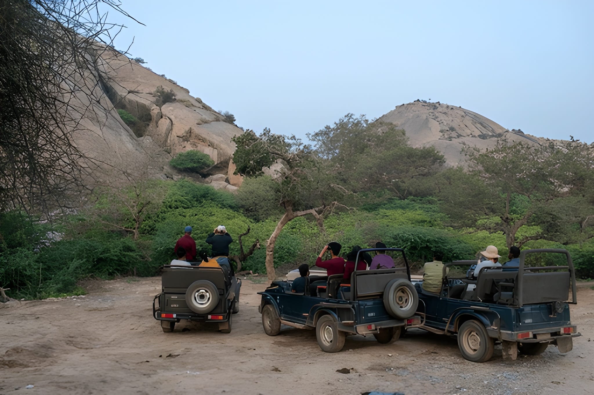 top 7 things to keep in mind during your jawai wildlife safari