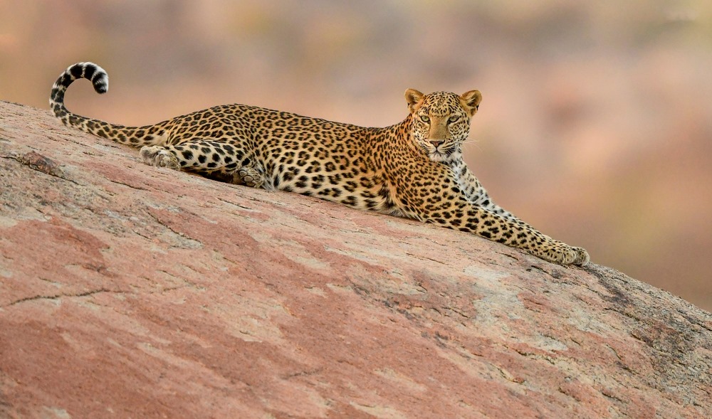 jawai leopard safari